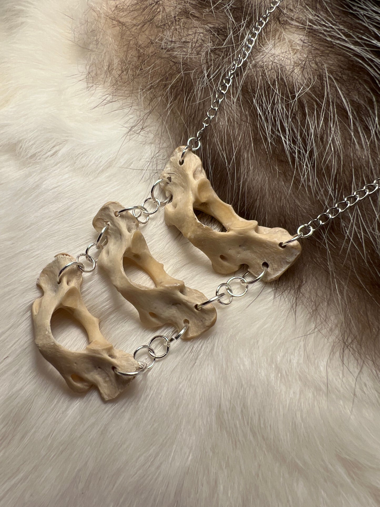 Raccoon Atlas Bone Necklace