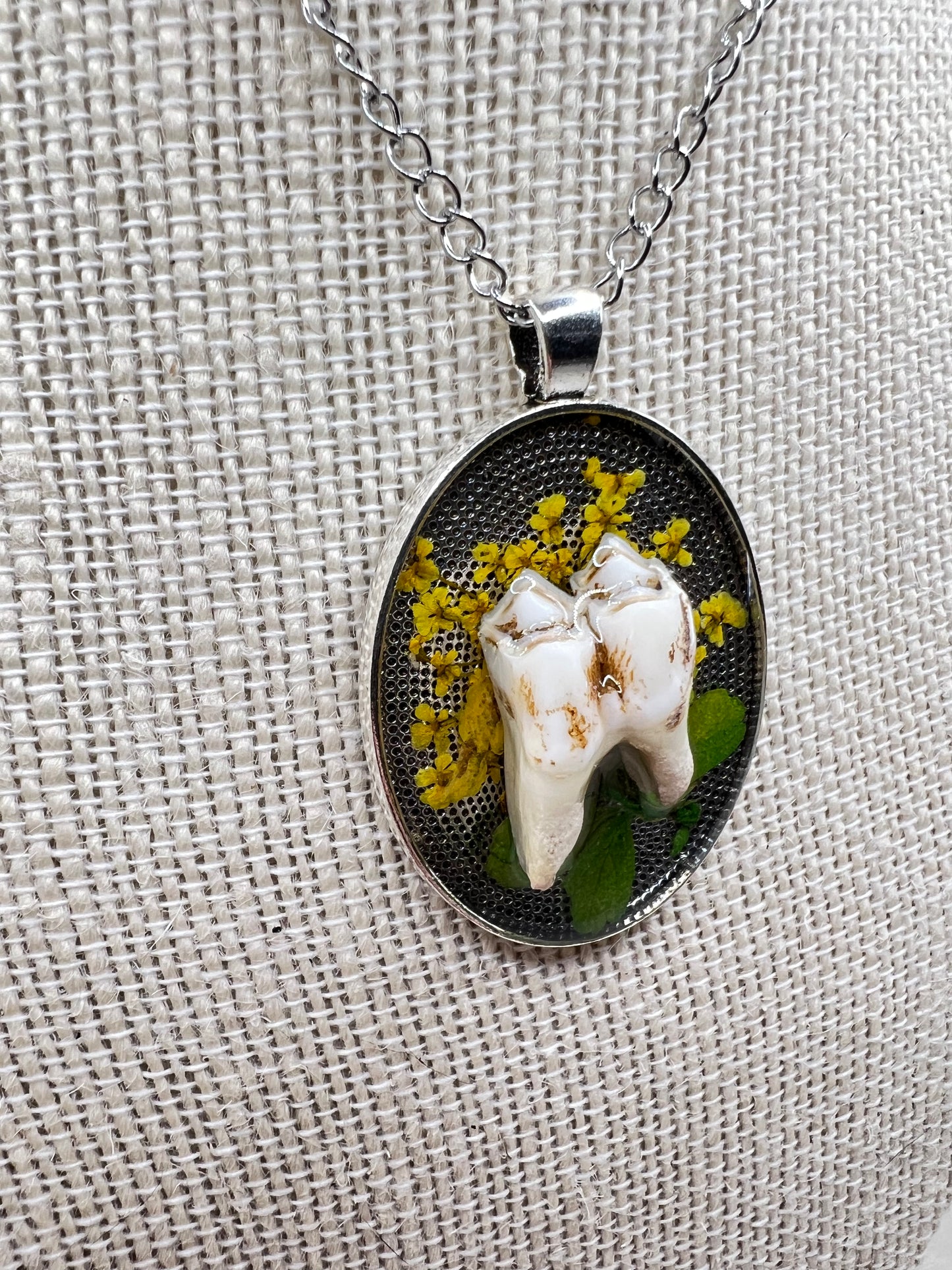 “Persephone” Coyote Molar Teeth Necklace