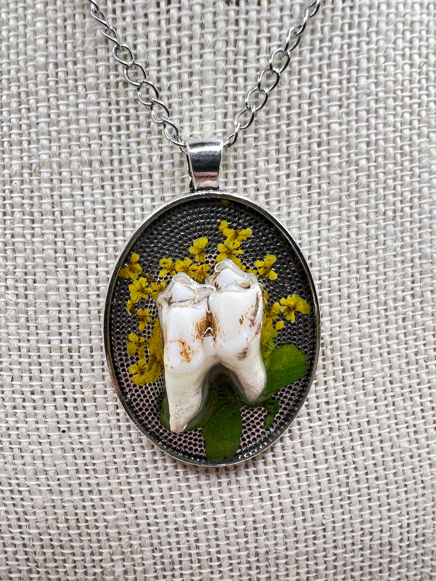 “Persephone” Coyote Molar Teeth Necklace
